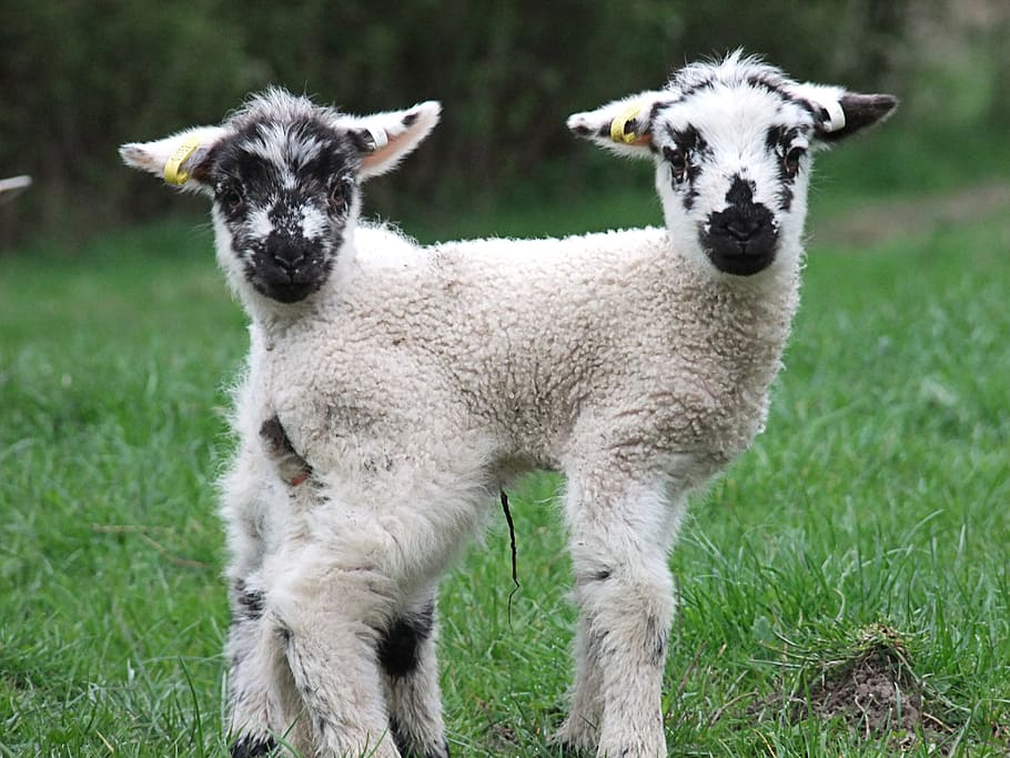 lamb, spring, sheep, farm, young, animal, wool, nature, cute HD wallpaper
