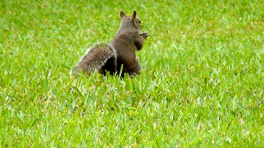 animal, squirrel, attitude, squirrels, wildlife, animals, outdoors HD wallpaper