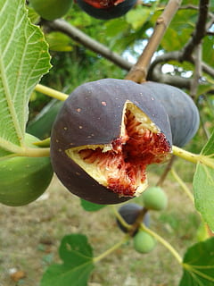 fig, fig tree, real coward, fruit, fruits, fig leaves, fig fruit HD wallpaper