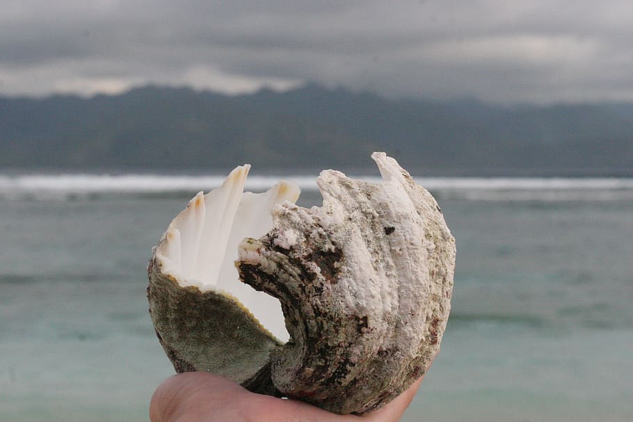 shell, sea, beach, tropical, template, background, life, nature HD wallpaper