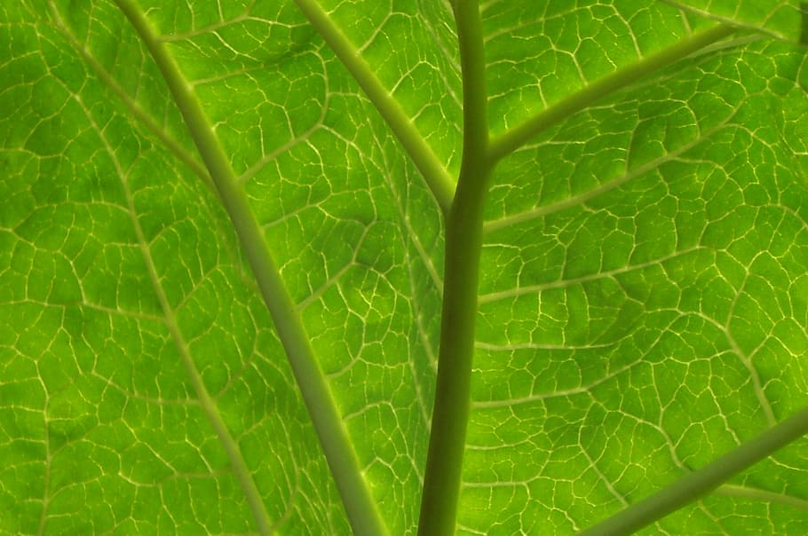 leaf, green, transparent, plant part, green color, leaf vein HD wallpaper