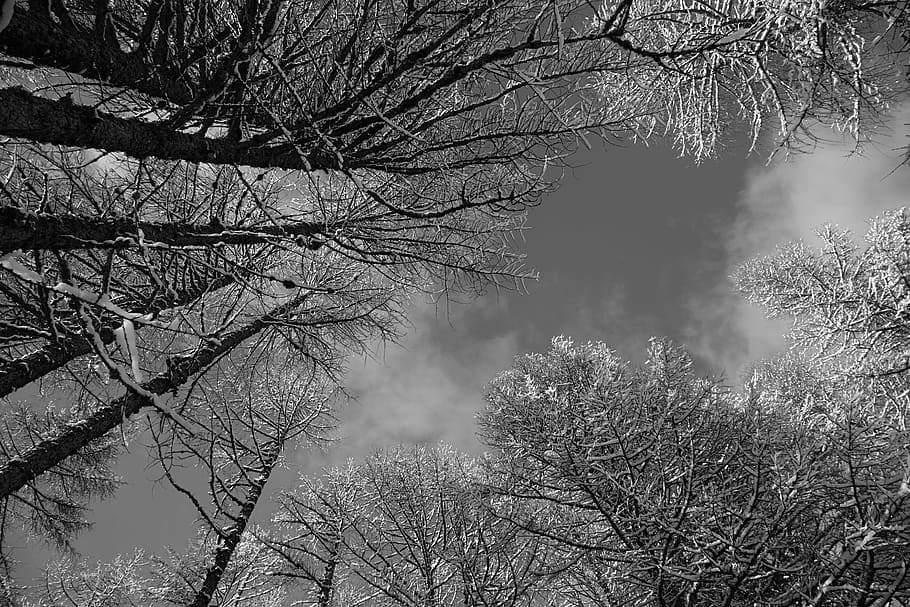 B W, Nature, Sky, Trees, Winter, Snow, chamonix, bare tree HD wallpaper