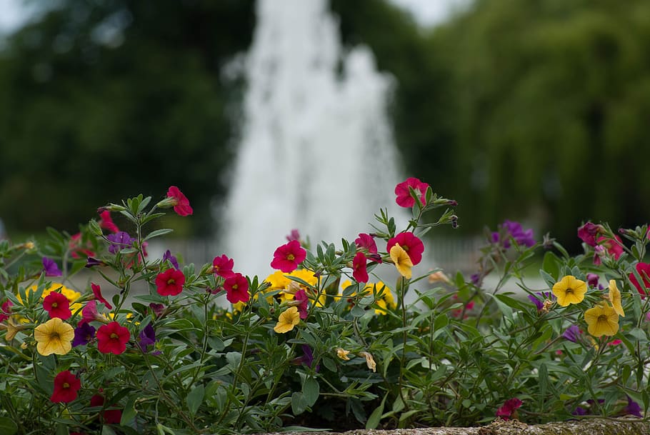 flowers, park, spring, flowering plant, beauty in nature, freshness HD wallpaper