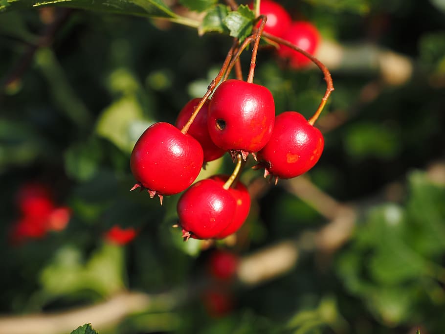 Berries, Fruits, red, eingriffeliger hawthorn, bush, hedge, HD wallpaper