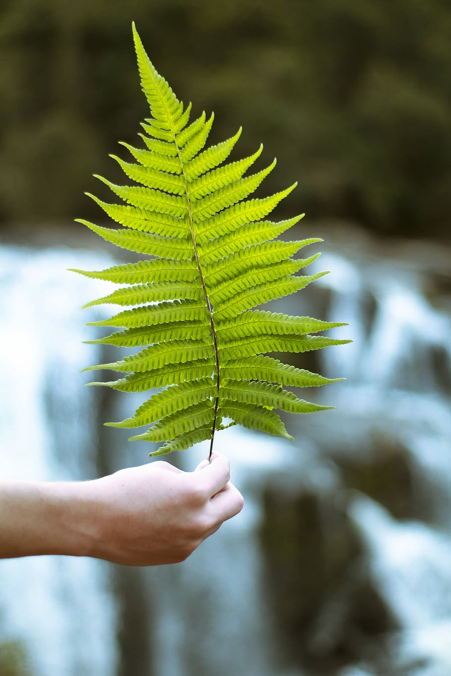 person holding green leaf, fern, stem, branch, human hand, plant part HD wallpaper