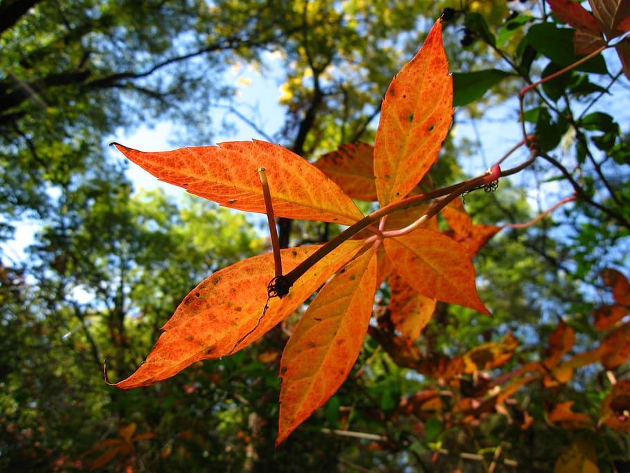 leaves, nature, red, autumn, plant part, change, orange color HD wallpaper