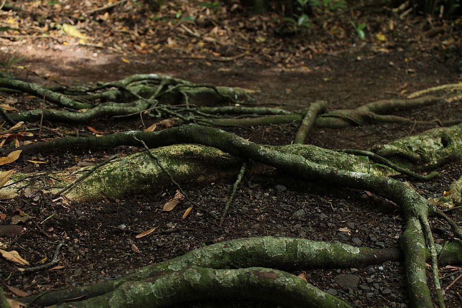 trees, roots, nature, tree with roots, plant, tree roots, branch