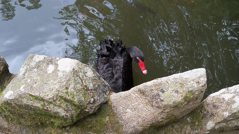 black swan, pond, sassi, animal themes, rock, rock - object