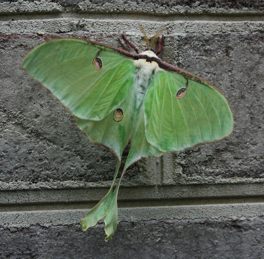 macro photography of luna moth, green, bug, insect, wings, unusual HD wallpaper