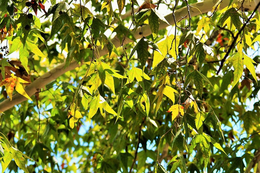 leaves, maple, yellow, green, light, translucent, plant part HD wallpaper