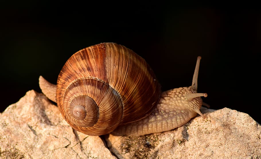 Snail, Close, Shell, Reptile, Animal, housing, spiral, nature HD wallpaper