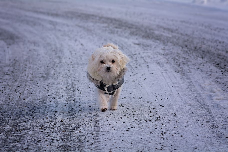 white Maltese walking on road wearing gray vest at daytime, dog