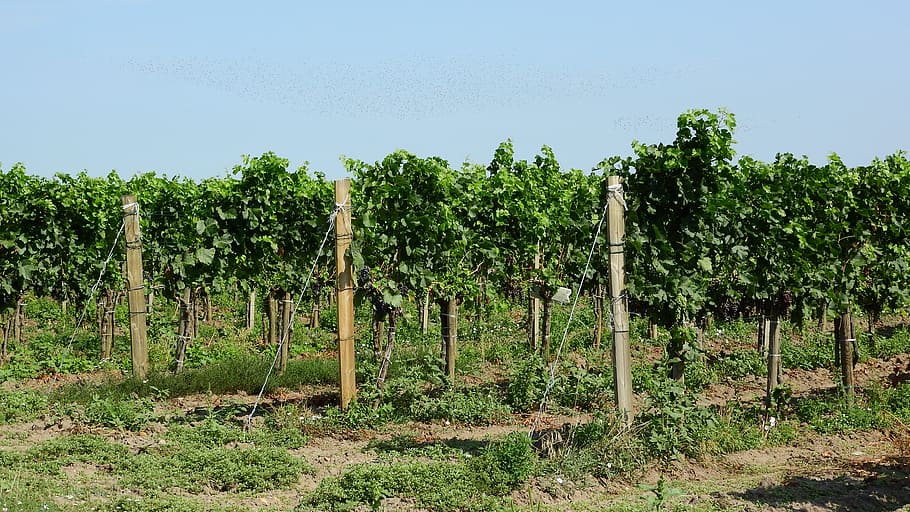 vineyard, grapevine, viticulture, austria, plant, growth, field HD wallpaper