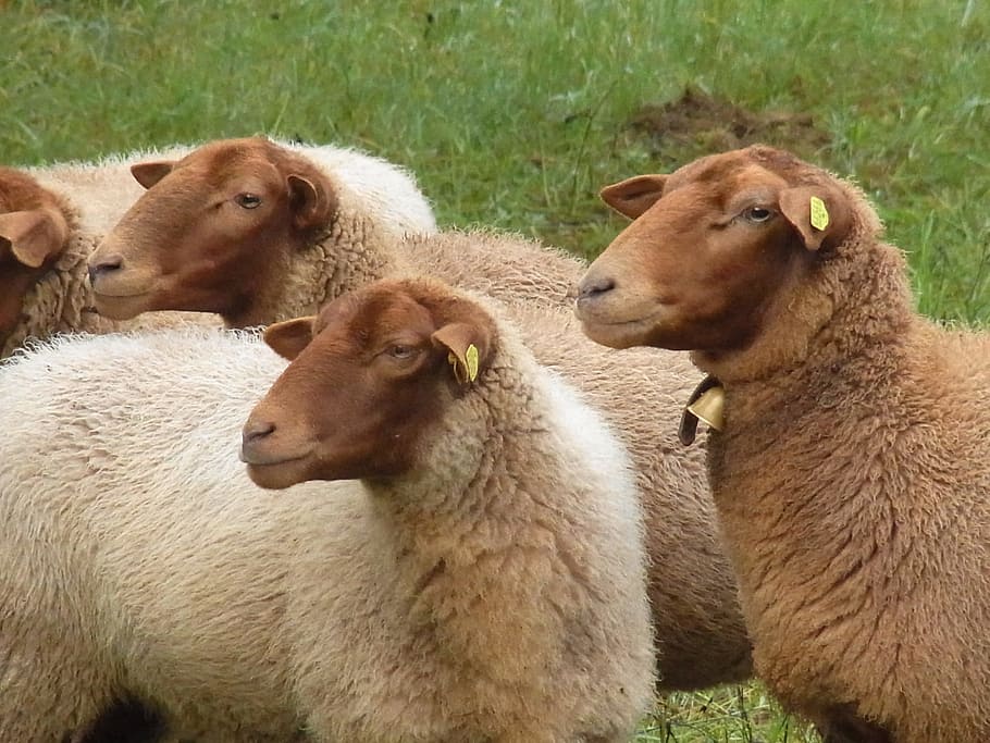 Sheep, Animals, Pasture, Wool, agriculture, farm, livestock HD wallpaper