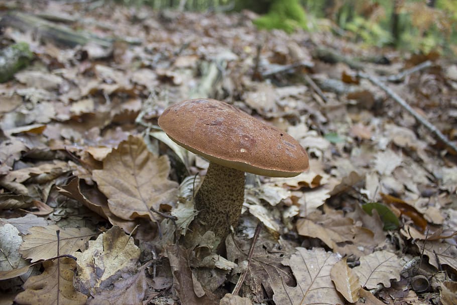 fungus, red mushroom, white, nature, poisonous mushroom, amanita