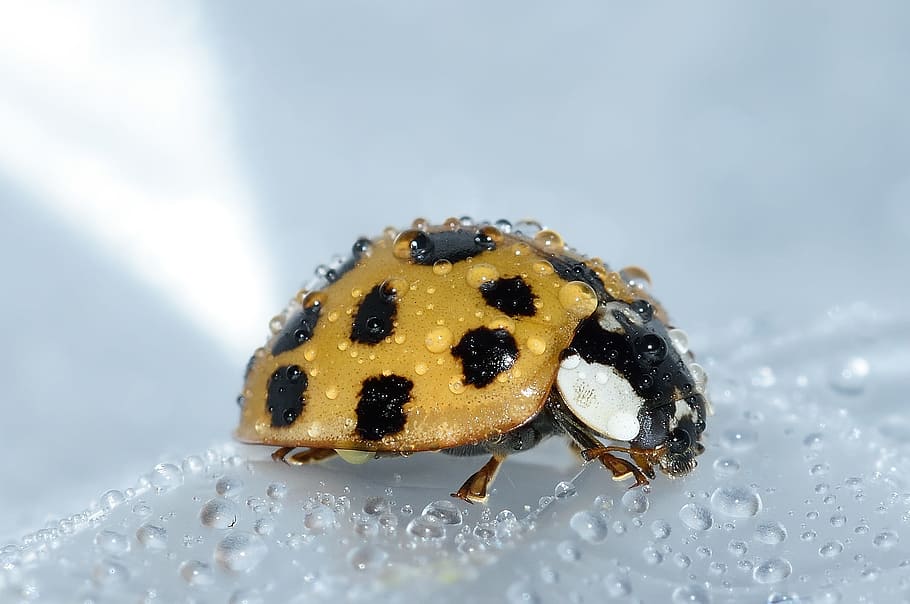 micro photography of orange ladybug with water drops, beetles HD wallpaper