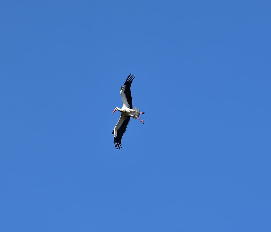 stork, sky, fly, black white, bill, rattle stork, white stork HD wallpaper
