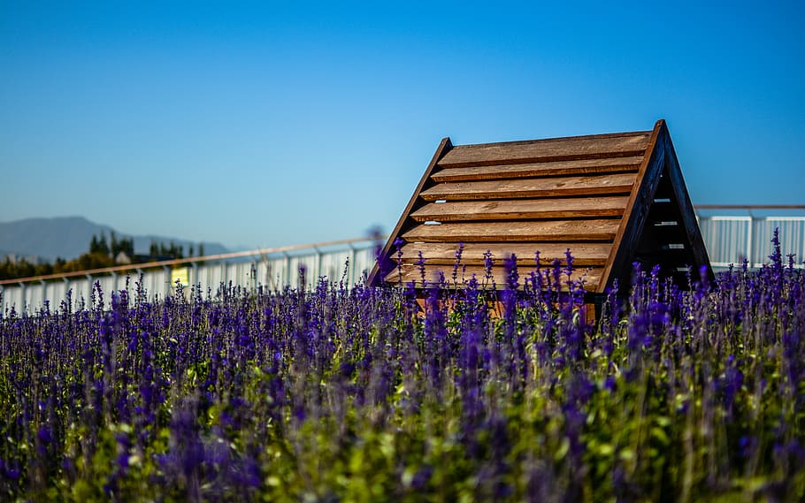 house, lavender, sky, blue, nature, purple, flower, summer HD wallpaper