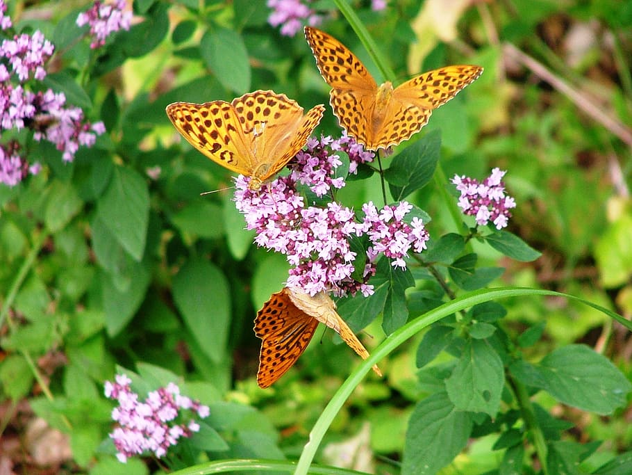 butterfly, forest, nature, flower, flowering plant, animal wing HD wallpaper