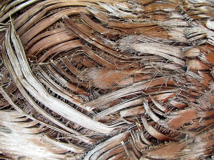 Background, Texture, Strips, Rough, nature, bark, palm, tree HD wallpaper