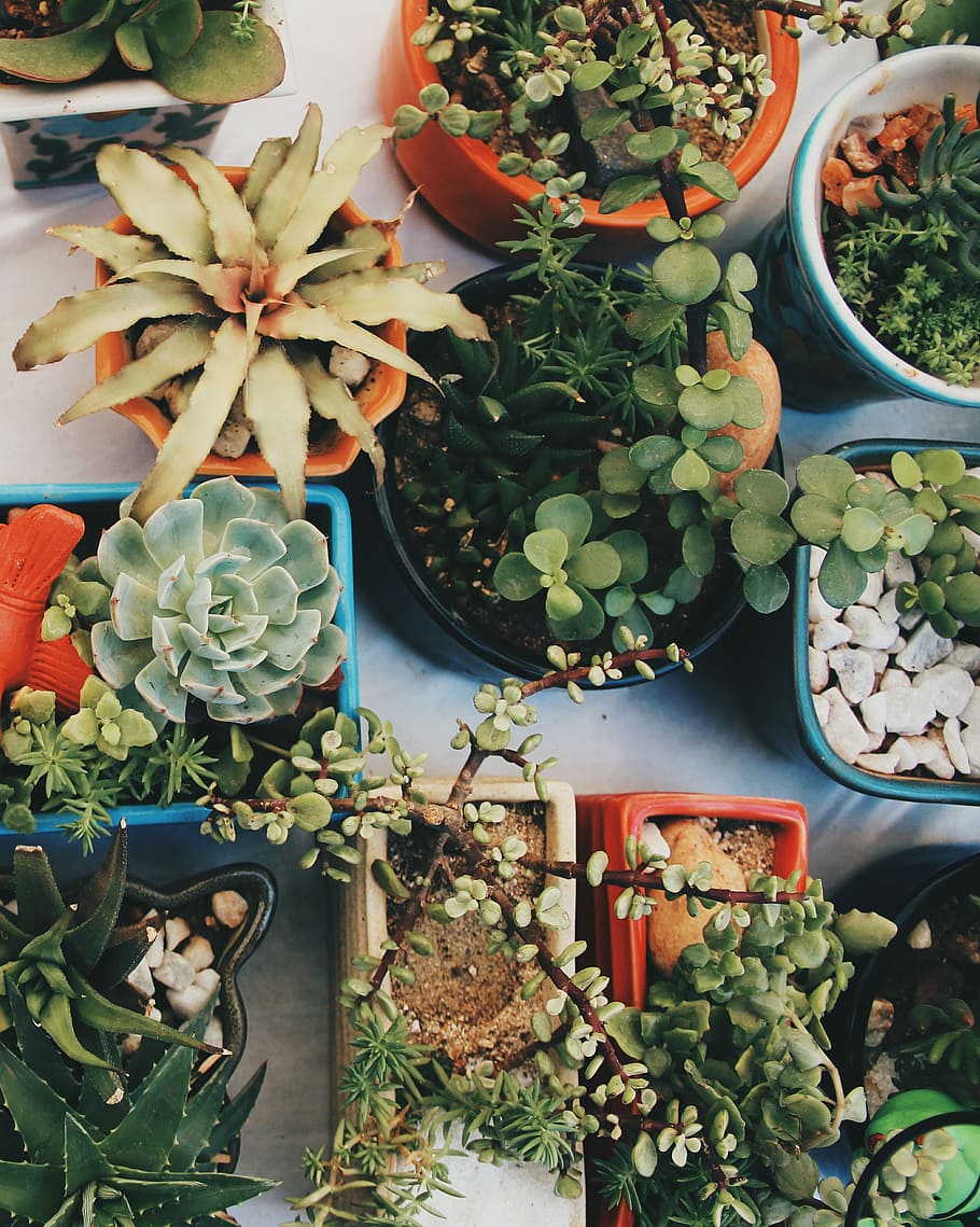assorted plants on pots, cactii, cactu, green, decor, potted plant HD wallpaper