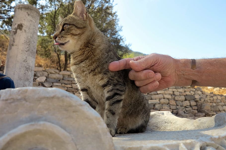 turkey, cat, hand, human hand, mammal, one animal, pets, domestic animals HD wallpaper