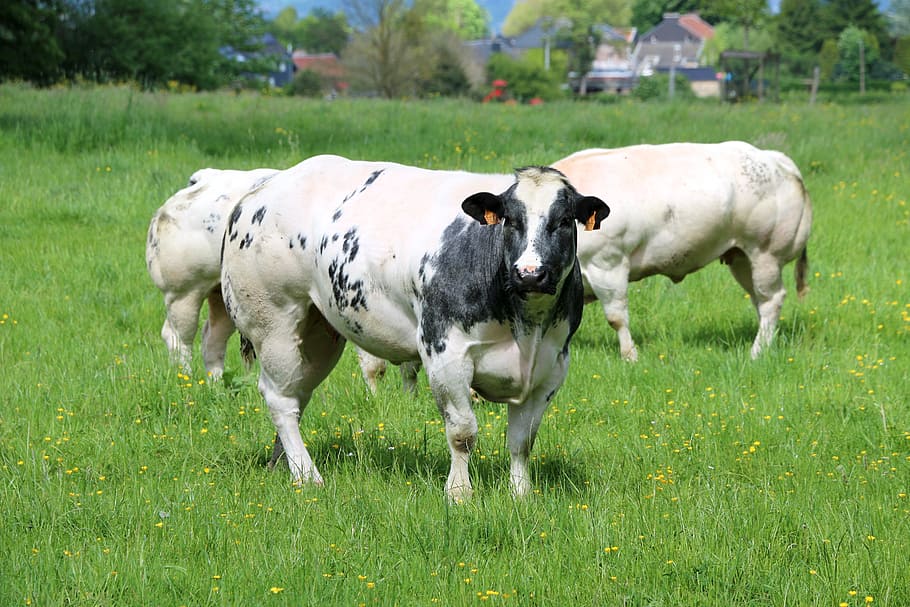 cows, herds, breeding, grass, mammal, domestic, domestic animals HD wallpaper