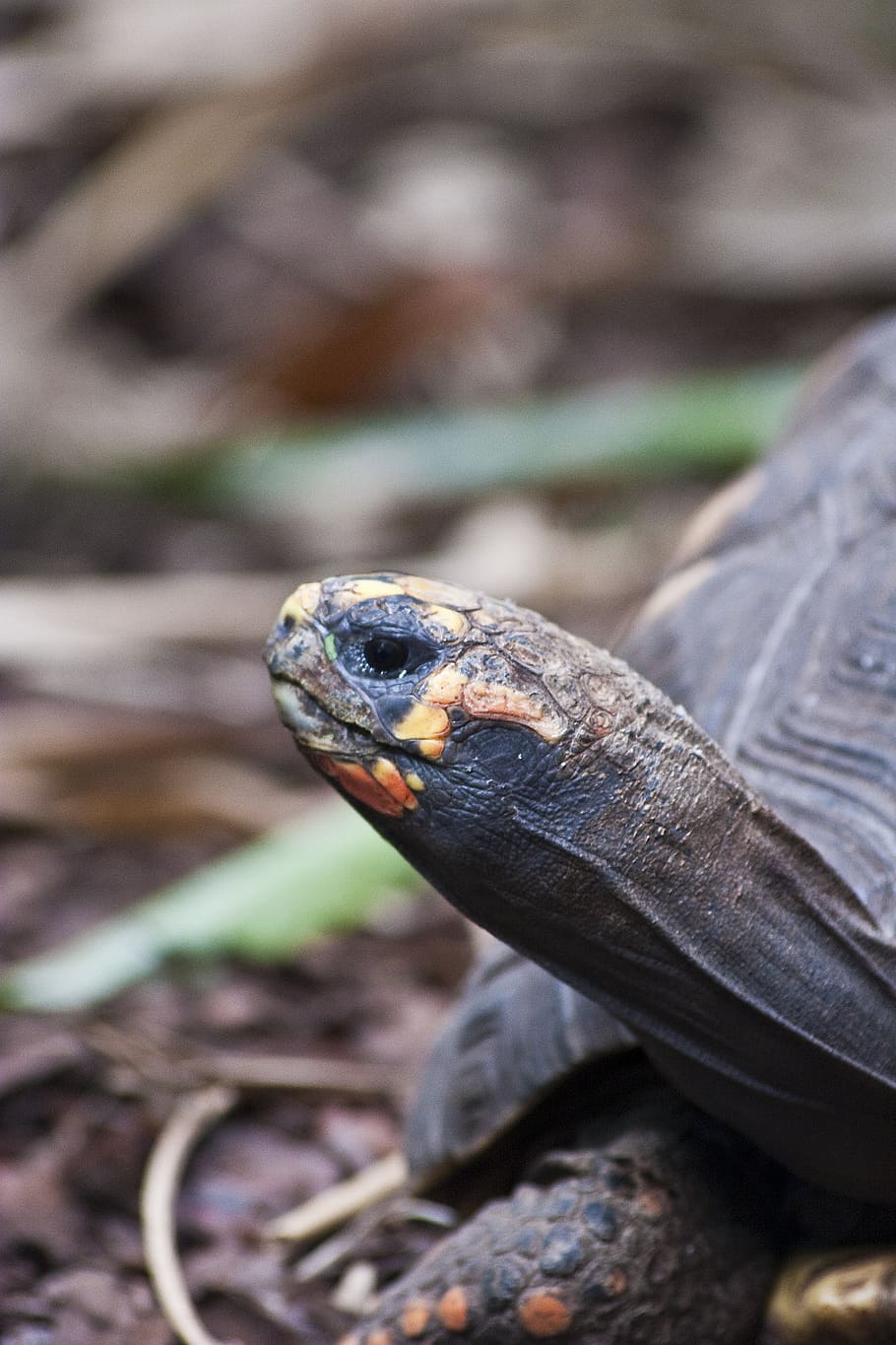 turtle, animals, nature, exotic, reptile, animal world, animal themes HD wallpaper
