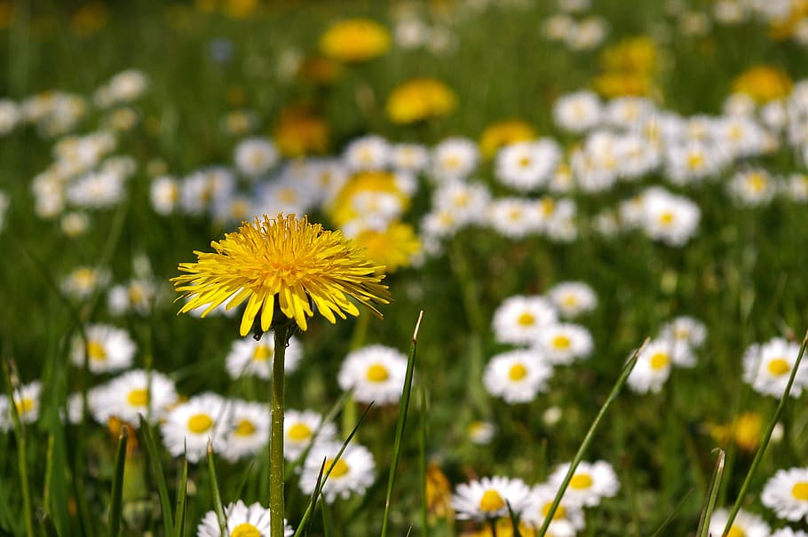 spring meadow, flowers, flower meadow, signs of spring, dandelion HD wallpaper