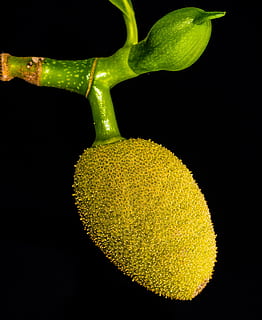 Jack, Young, Jackfruit, Jack Fruit, young jackfruit, tropical HD wallpaper