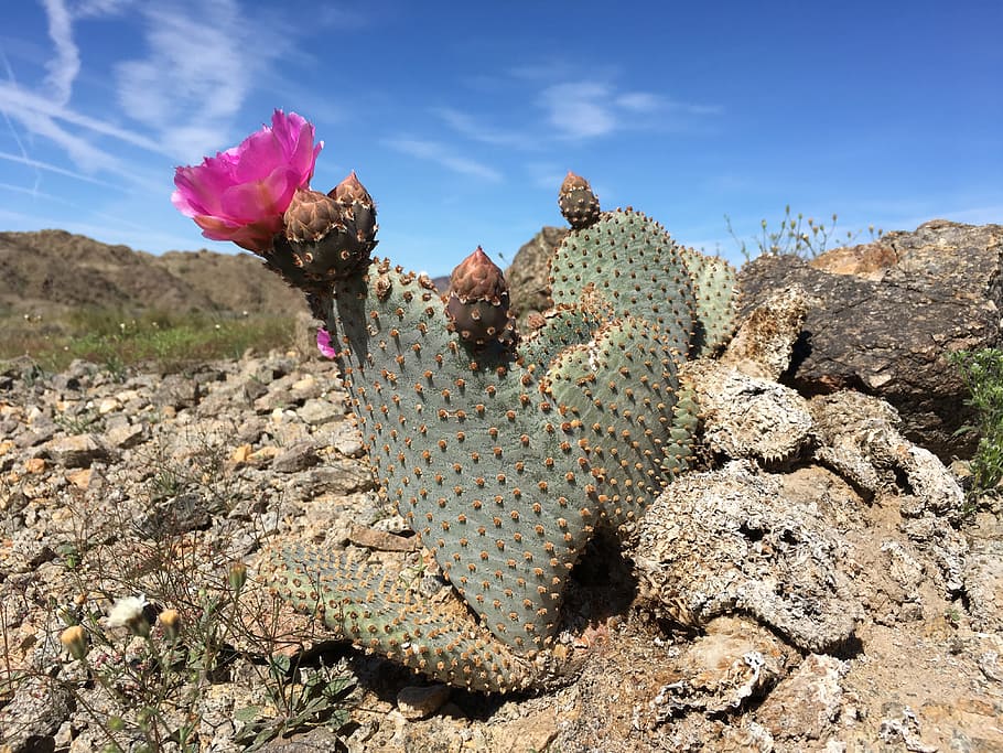 Beavertail, Cactus, Desert, Succulent, nature, sky, flower HD wallpaper