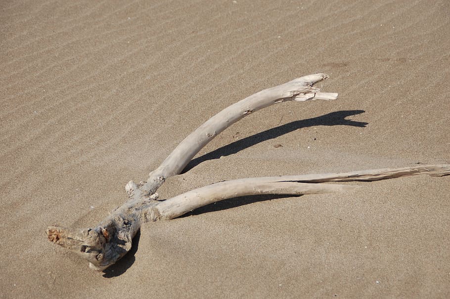 branch, sand, beige, land, beach, nature, high angle view, no people HD wallpaper