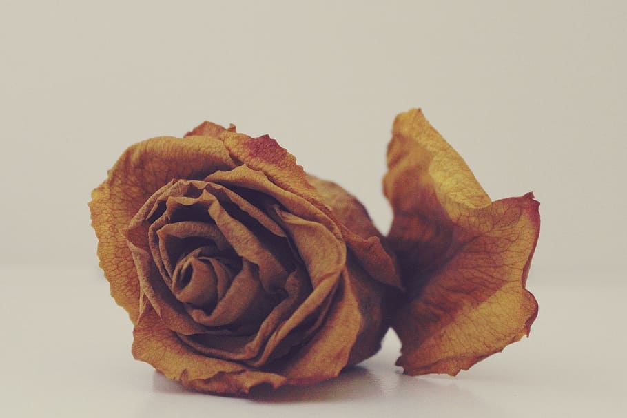 photo of dry rose, withered, faded, transient, flower, close, HD wallpaper