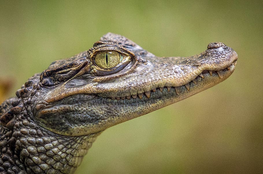 selective focus photography of crocodile, macro photography of brown alligator HD wallpaper