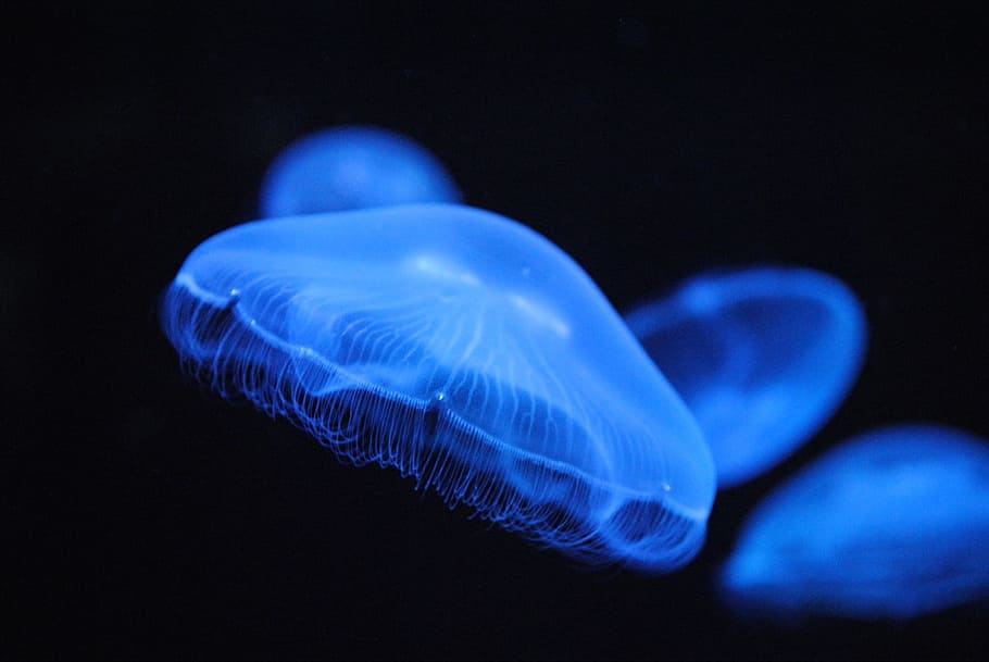 macro shot photography of jellyfish, Animals, Blue Jellyfish HD wallpaper