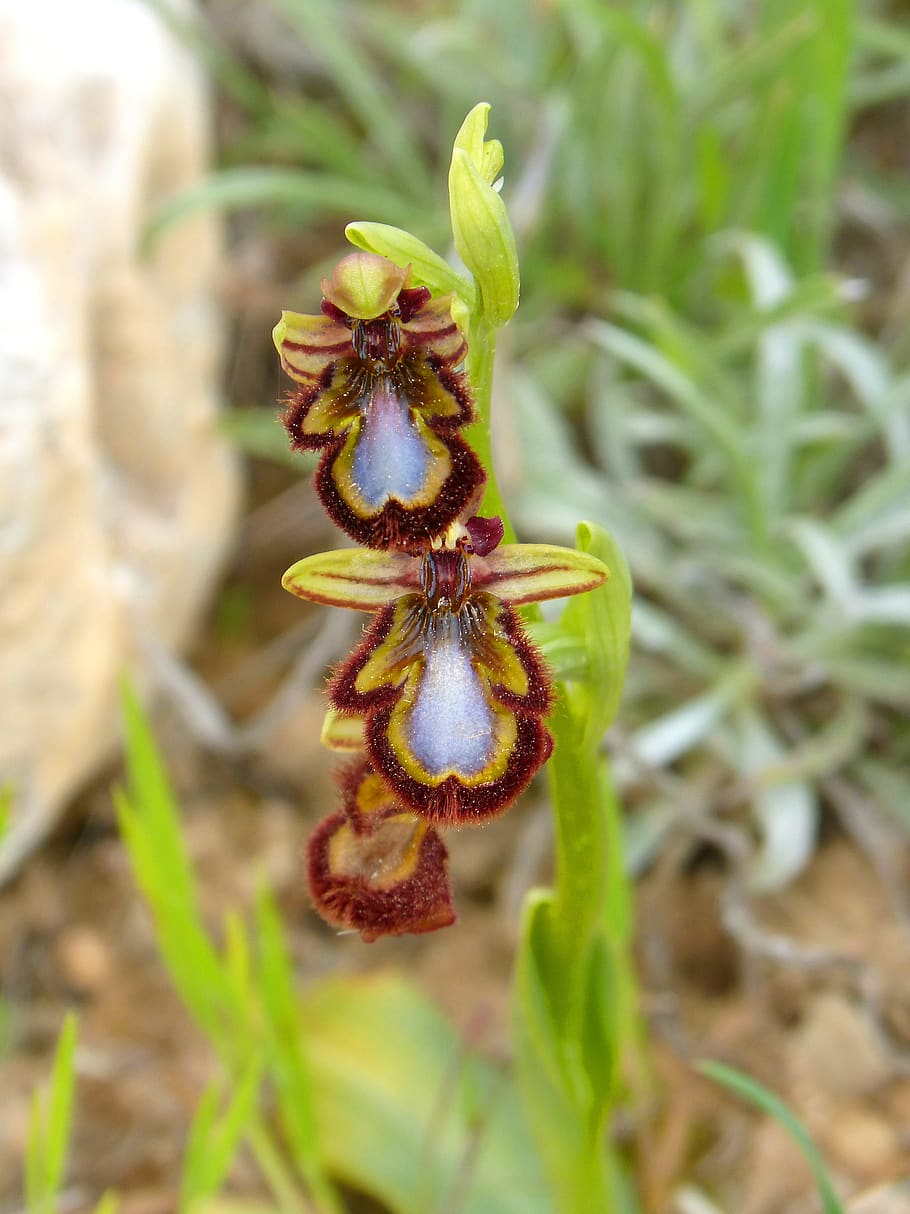 ophrys speculum, apiary, abellera, orchid, priorat, montsant