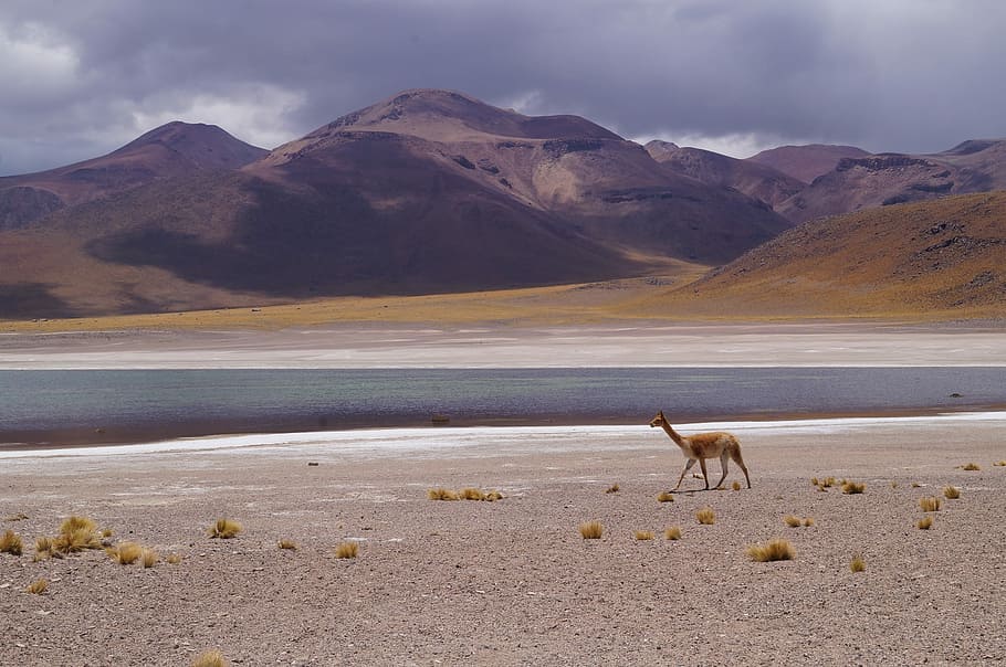 Gaps, Highlands, Vicuña, mountain, mountain range, one animal HD wallpaper