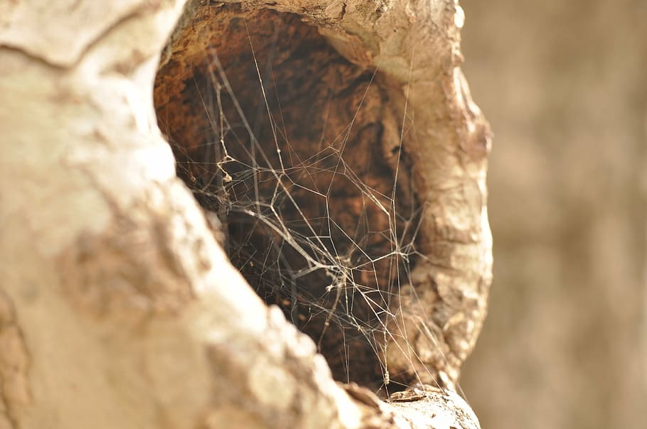 spider, web, spiderweb, close-up, selective focus, no people HD wallpaper