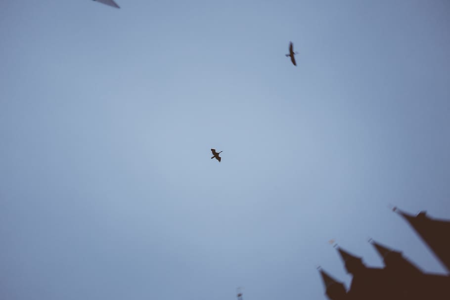 Birds in fog, abstract, animals, concepts And Ideas, flying, sky HD wallpaper
