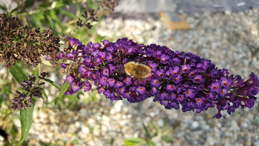 bee, nectar, flower, summer, flowering plant, purple, animal wildlife HD wallpaper