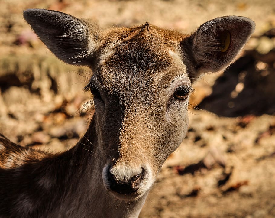 shallow focus photography of a deer, fallow deer, doe, cervidae HD wallpaper
