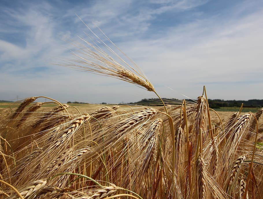 Ear, Cereals, sky, agriculture, cereal plant, crop, field, farm HD wallpaper