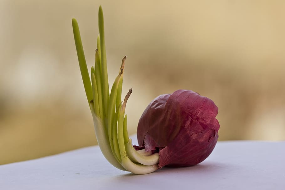 selective focus photography of onion, red onion, bulb, vegetable
