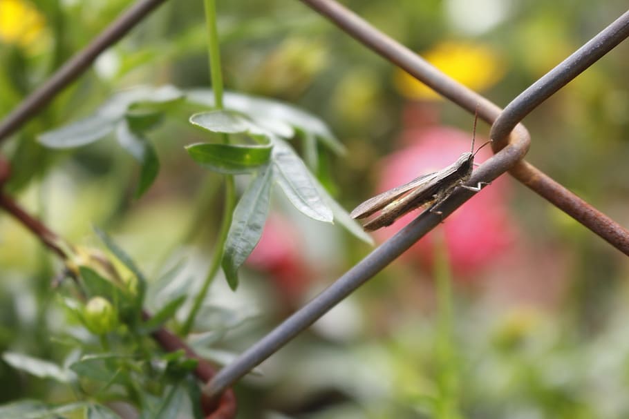insects, one, small, grasshopper, flying insects, wire, plant HD wallpaper