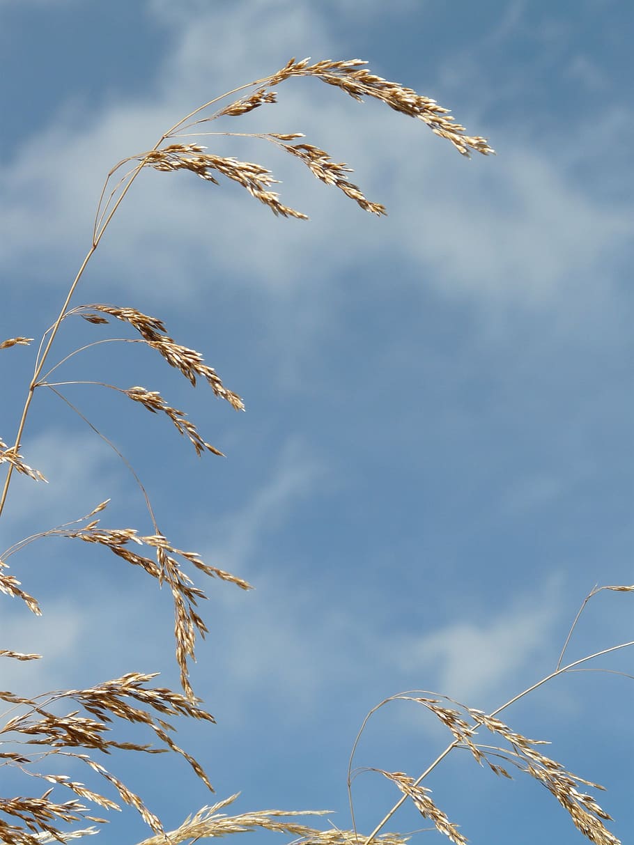 Grass, Wind, Blow, Flutter, Dry, Seeds, compressed meadowgrass HD wallpaper