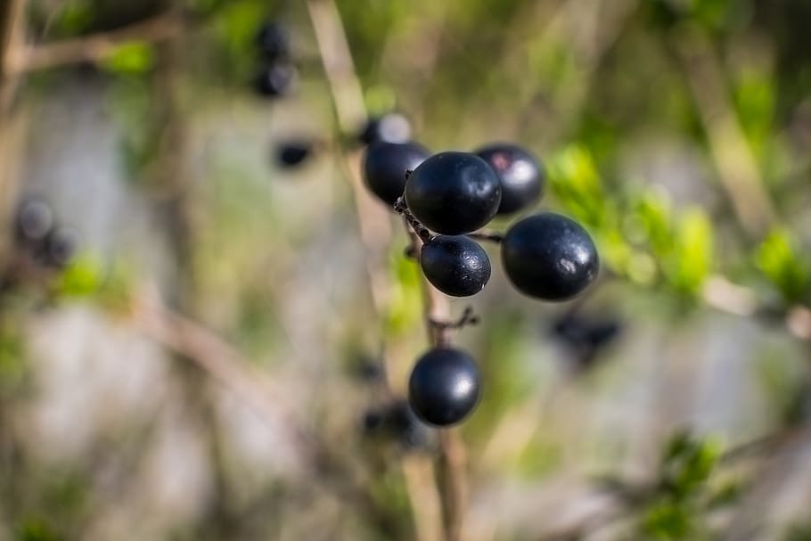 nature, fruit, leaf, plant, summer, tree, bush, wood hedge HD wallpaper