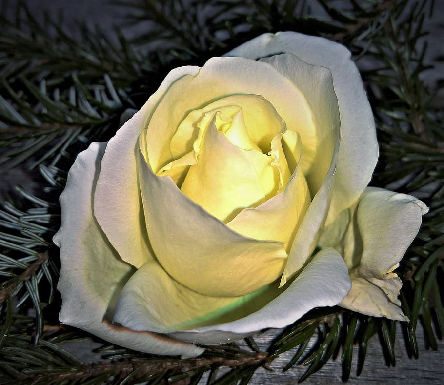 rose, floribunda, single bloom, white, pale yellow, blossomed HD wallpaper