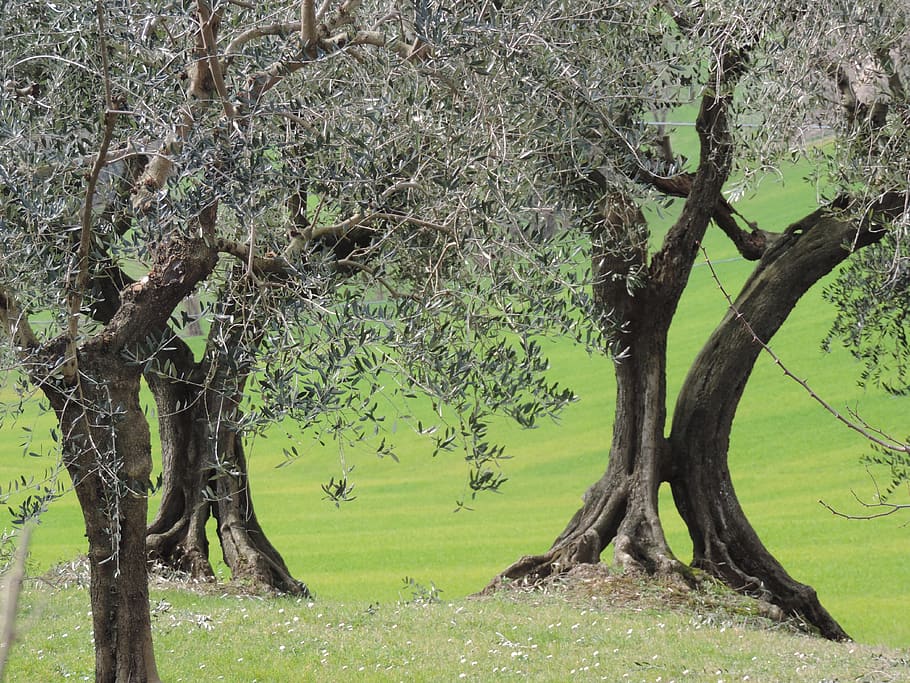 olive, trunks, prato, italy, tree, silence, green, plant, tree trunk HD wallpaper