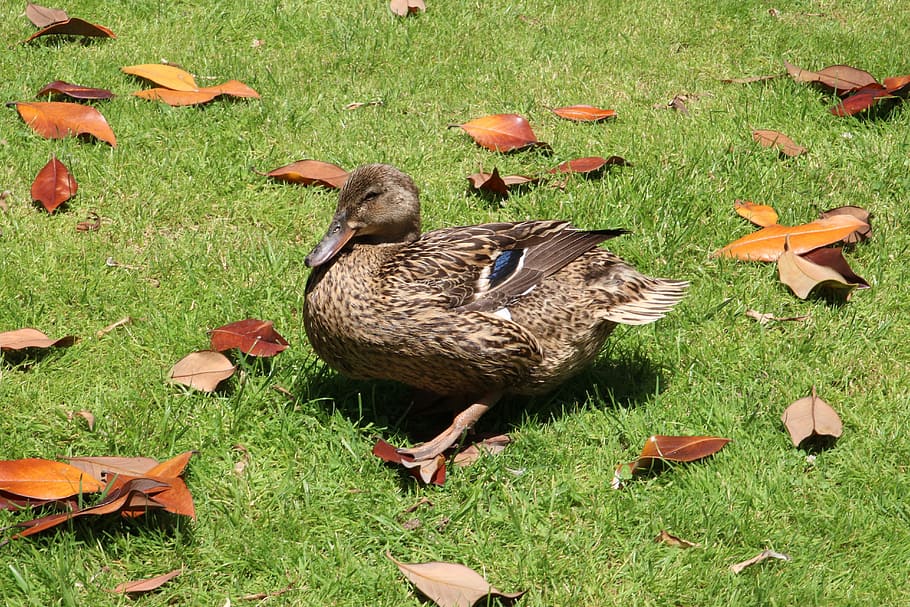 duck, bird, prato, green, dried leaves, brown, animal, nature HD wallpaper