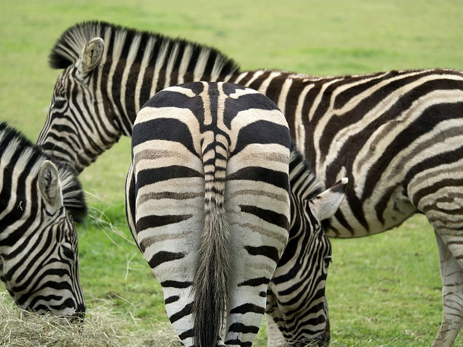Patterns, Zebra, Nature, Striped, animals in the wild, animal wildlife HD wallpaper